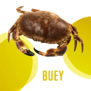 Buey