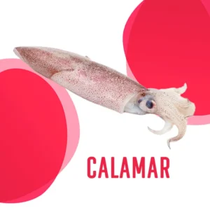 Calamar