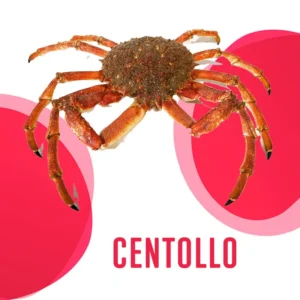 Centollo