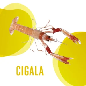 Cigala