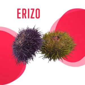 Erizo