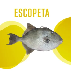 Escopeta