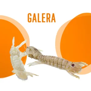 Galera