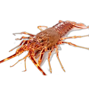 Langosta