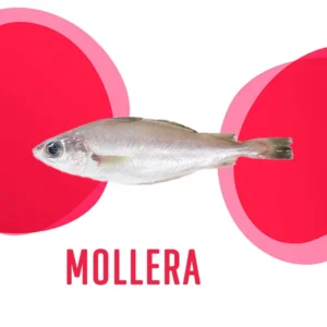 Mollera