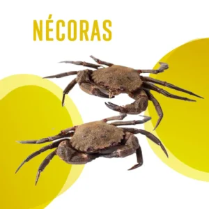 Necoras