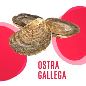 Ostra Gallega