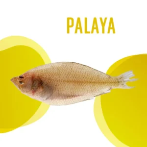 Palaya