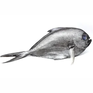 Palometa