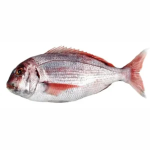 Pargo
