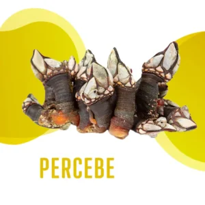 Percebe