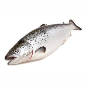 Salmon
