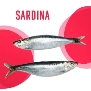 Sardina